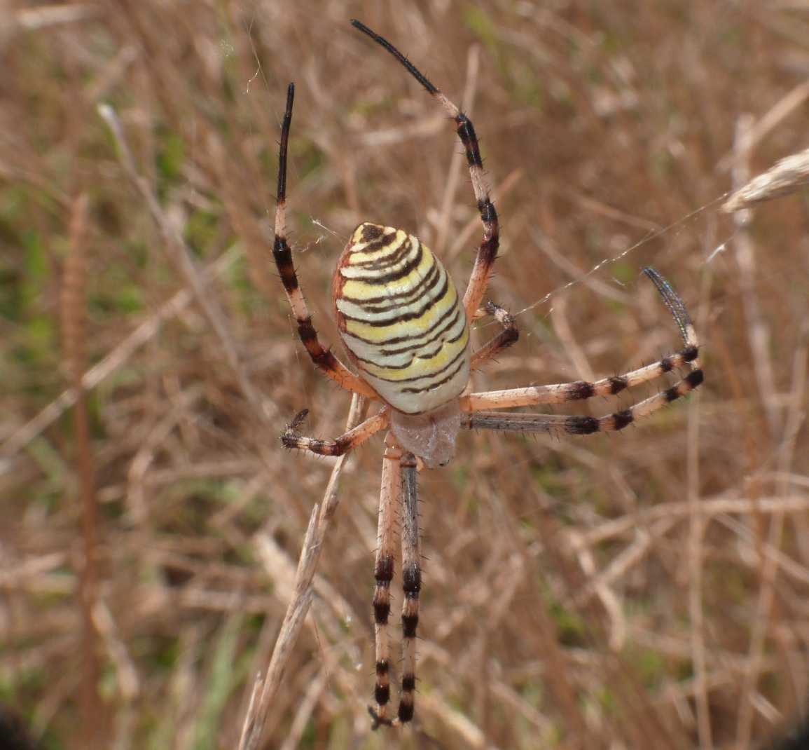 Argiope bruennichi con striature marrone??